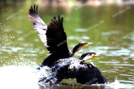 White-breasted Cormorants