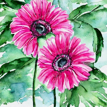 pinke gerbera