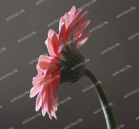 Gerbera