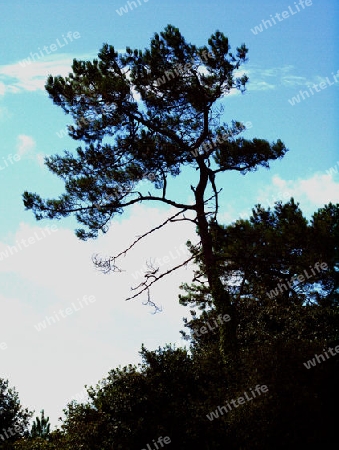 Pinie in der Bretagne vor blauem Himmel