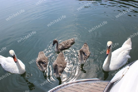 Schwanenfamilie am Boot