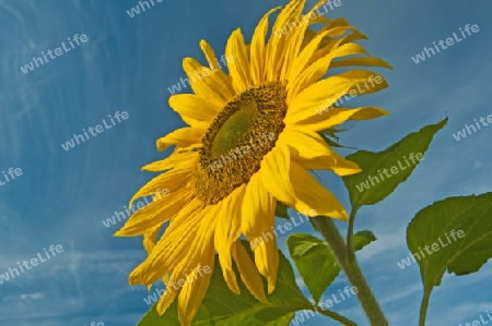 Sonnenblumen im Feld