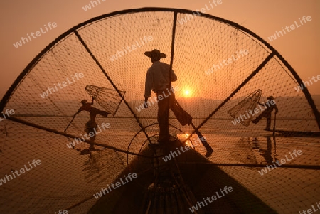 Fishermen at sunrise in the Landscape on the Inle Lake in the Shan State in the east of Myanmar in Southeastasia.