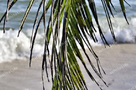 Beautiful palm trees at the beach on the tropical paradise islands Seychelles