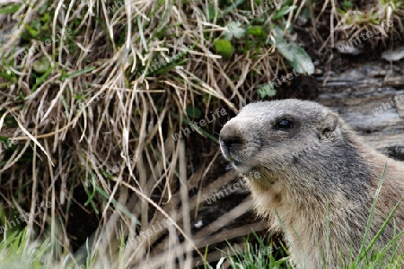 Alpenmurmeltier, Murmeltier, Marmota marmota