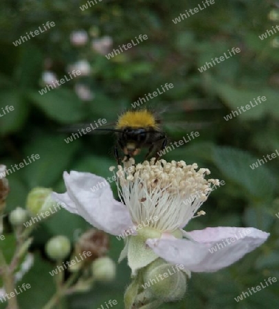 Erdhummel auf Brombeerblüte VII