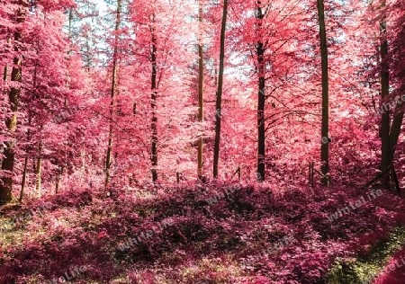 Beautiful pink and purple infrared panorama of a countryside landscape with a blue sky.