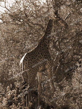 Giraffe, in, Tsavo, West, Kenya, Afrika, Nationalpark