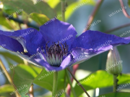 Clematis