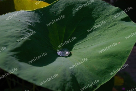 Lotosblume Blatt