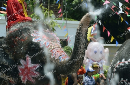 Das Songkran Fest oder Wasserfest zum Thailaendischen Neujahr ist im vollem Gange in Ayutthaya noerdlich von Bangkok in Thailand in Suedostasien.  