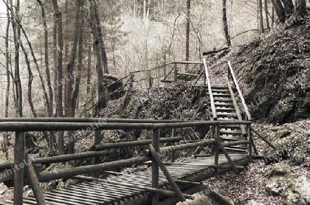 Klettersteig im Wald