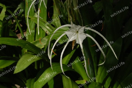 Sch?nh?utchen - Hymenocallis littoralis