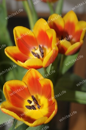 Tulpen  