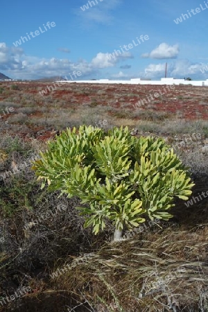 Karge Vegetation auf Lanzarote