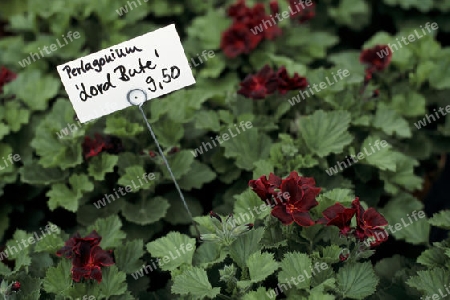 Blume Pelargonien