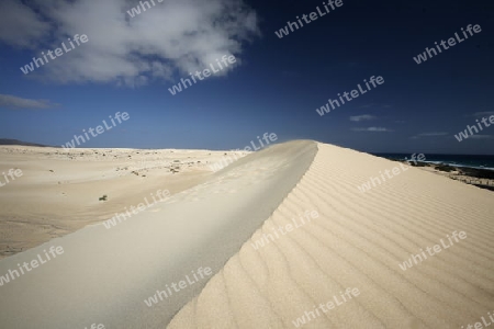 the Sanddunes of Corralejo in the north of the Island Fuerteventura on the Canary island of Spain in the Atlantic Ocean.