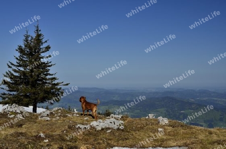 Hund schaut ins Tal