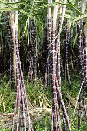 a sugar plantation in a village near the city of Myeik in the south in Myanmar in Southeastasia.