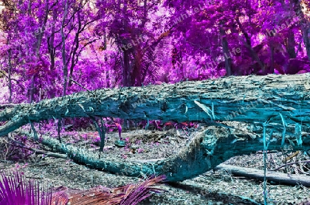 Beautiful fantasy infrared shots of palm trees on the seychelles islands