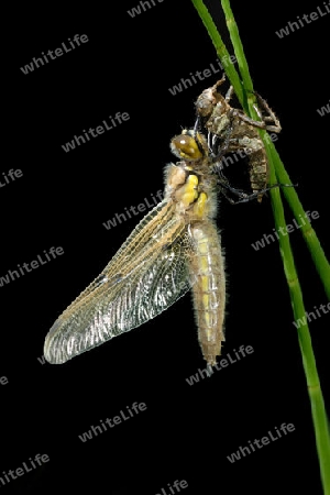 Libellula quadrimaculata