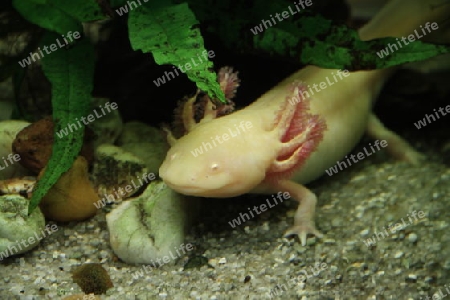 Axolotl 