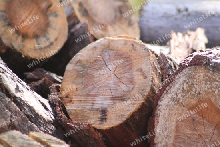 Holz