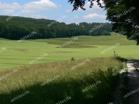 Landwirtschaft am Waldrand 3