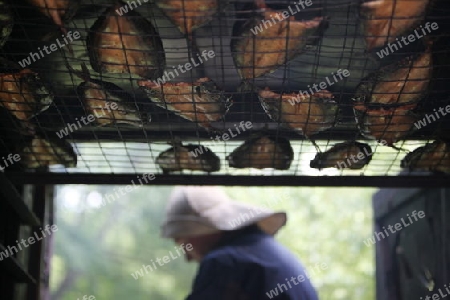 fresh fish getting smoket on a Summer Festival in a Parc in the old City of Vilnius in the Baltic State of Lithuania,  