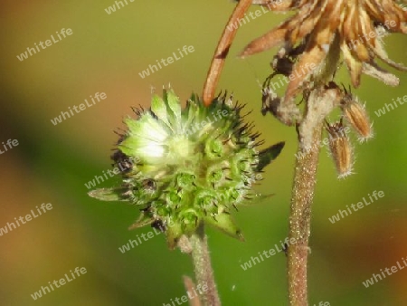 Witwenblume im Herbst IMG_0477