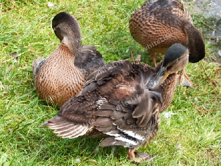 Enten Putztag