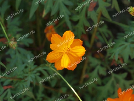 Orange Blume im Garten