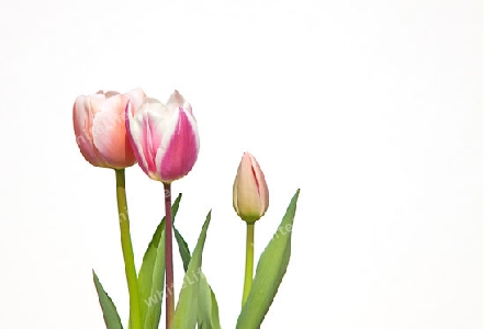 Tulpen