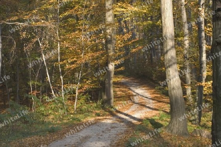 weg im Wald