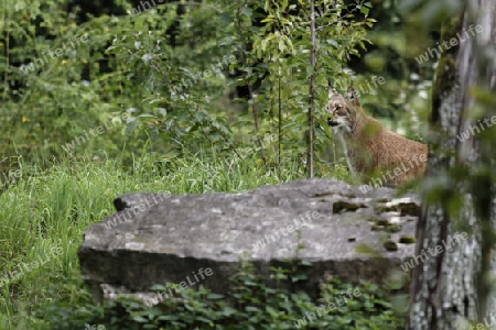  Eurasischer Luchs, Nordluchs, Lynx lynx