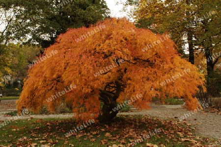 Im Herbst Gewand