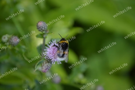 Hummel