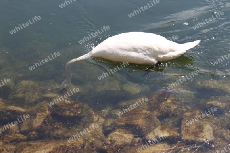 Den Kopf ins Wasser stecken ....