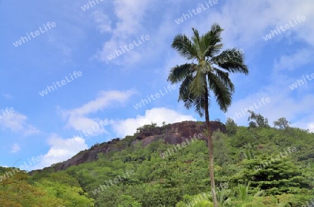 Beautiful palm trees at the beach on the tropical paradise islands Seychelles