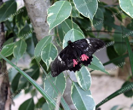 Schwarz-roter Schmetterling