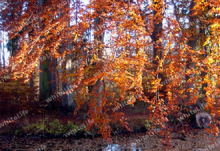Herbst in Englischer Garten