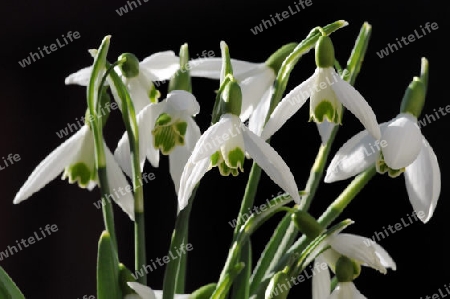 Schneegl?ckchen Galanthus