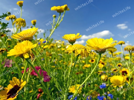 bunte Blumenwiese