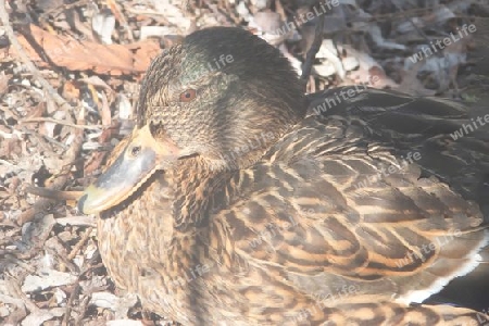 Stockente im Nest