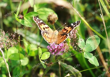 Distelfalter Schmetterling, Lat. vanessa cardui linnaeus