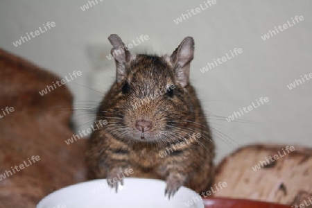 Degu