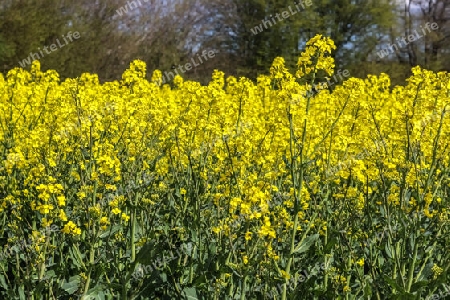 Yellow field of flowering rape and tree against a blue sky with clouds, natural landscape background with copy space, Germany Europe.