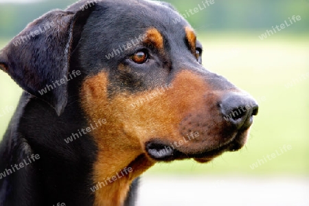 Portrait Dobermann