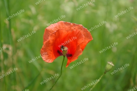 Mohn