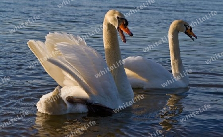 Schwan Familie / Schw?ne auf einem See in D?sseldorf